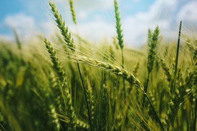 Taste, Texture and extended shelf life, the added value of Hydrated Grains in Bread Taste, Texture and extended shelf life, the added value of Hydrated Grains in Bread