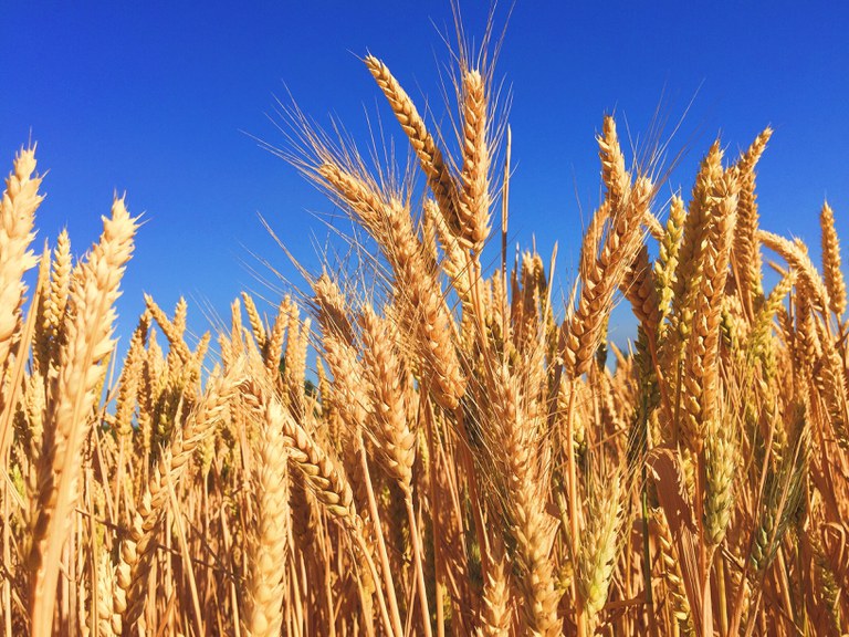clean energy - wheat field blue sky
